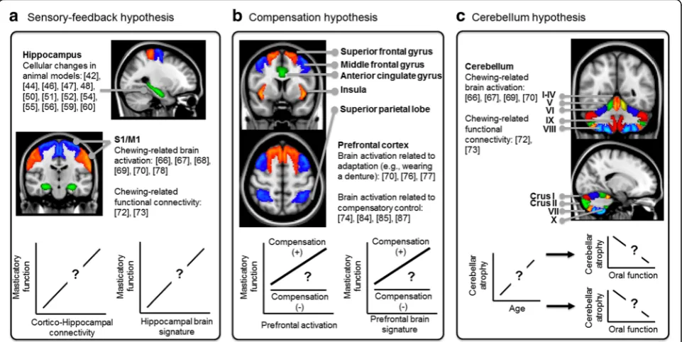 Fig. 1 The potential mechanisms underlying the brain-stomatognathic axis and the relevant hypotheses.mandated by the PFC, may be compromised in some elderly people