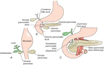 Fig-1: Early development of the pancreatic primordia 