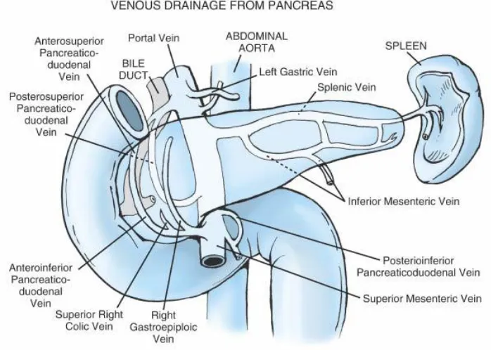 Fig-9: Arteries of pancreas 