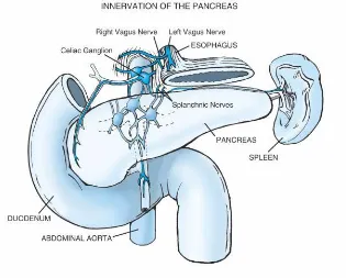 Fig-11: Lymphatic drainage of pancreas 