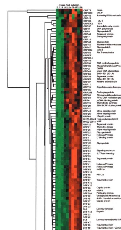 FIG. 2. Hierarchical clustering of HHV-8 gene expression data.Calibrated expression ratios for each gene were cataloged based on the