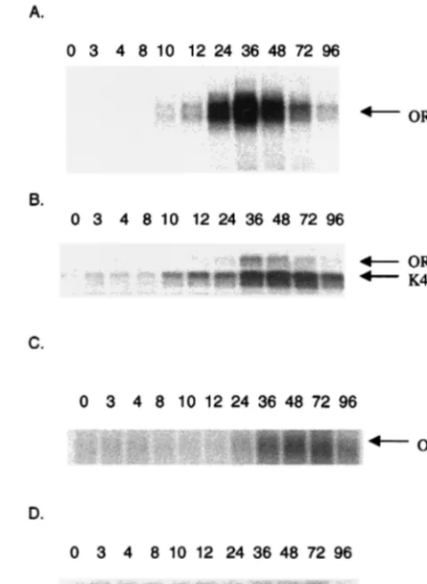 FIG. 3. Northern analyses for HHV-8 genes. HHV-8 genes, ORF17, ORF 57, ORF 59, and ORF K4.2, were selected for Northern