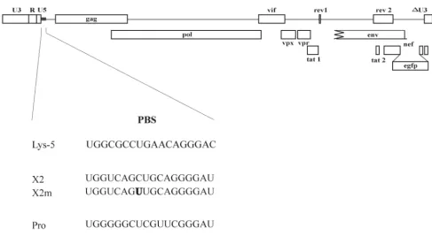 FIG. 1. Vector structure. The SIVmac239-based vector SIVGFP is shown at the top. The sequences of the introduced PBS mutations are shownbelow