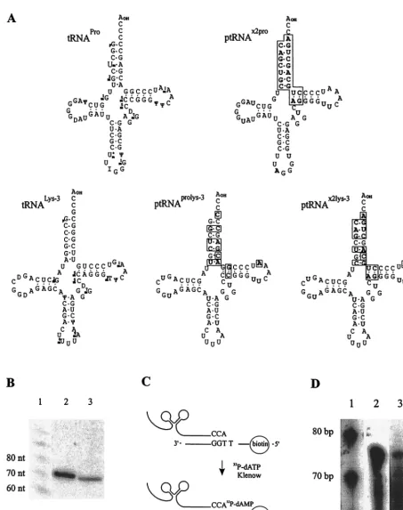 FIG. 2. (A) Structure of the murine tRNAProand tRNA (16) and tRNALysLys are boxed. (B) Northern hybridization