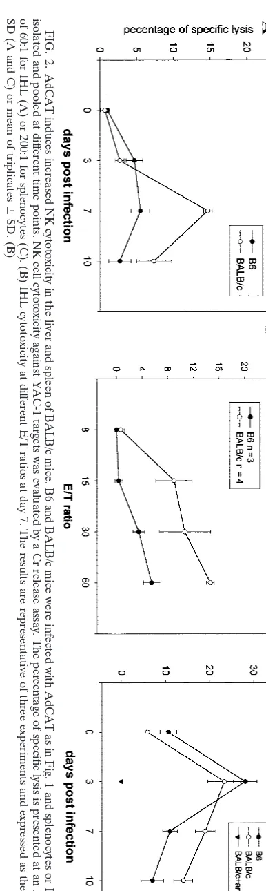 Fig. 6A to D, the number of intrahepatic CD8 but not CD4