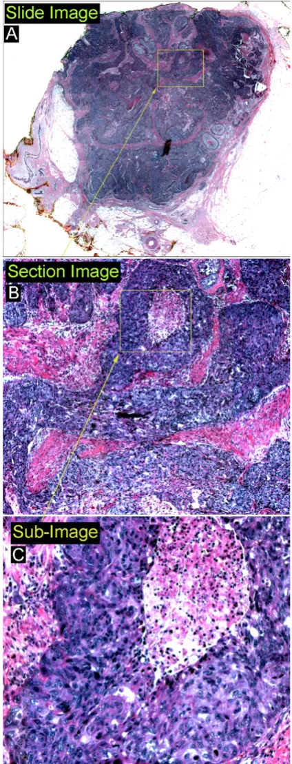 Figure 2 on the histology images used in this study
