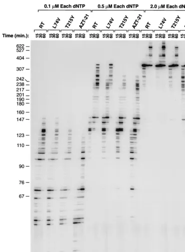 FIG. 1. The low dNTP extension assay tests the ability of wild-type and variant HIV-1 RTs to extend a primer using low concentrations of allfour dNTPs