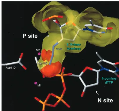 FIG. 3. Steric hindrance when an AZT-terminated primer is bound to RT at the P site. The ﬁgure, based on the structure of the ternaryRT-DNA-dNTP complex (8), shows that the distance between the azido of AZT and D185 would cause steric conﬂict; the distance between D185