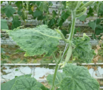 Figure 1. Symptoms induced by CGMMV-1 isolate: mo-ttled areas of light and dark green on cucumber leaves