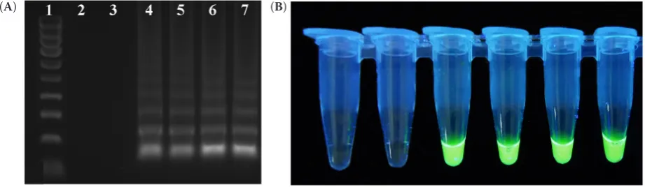 Figure 3. Detection of CGMMV isolates by RT-LAMP: (A) Analysis of RT-LAMP products on agarose gel; lane 1 – HyperLadderTM 100 bp (Bioline, London, UK); lane 2 – negative control (water); lane 3 – negative control (TMV); lane 4–7 – CGMMV isolates and (B) Visual detection of RT-LAMP products using EvaGreen® Dye (Biotium, Fremont, USA), tubes correspond to gel lanes (2–7) in panel A