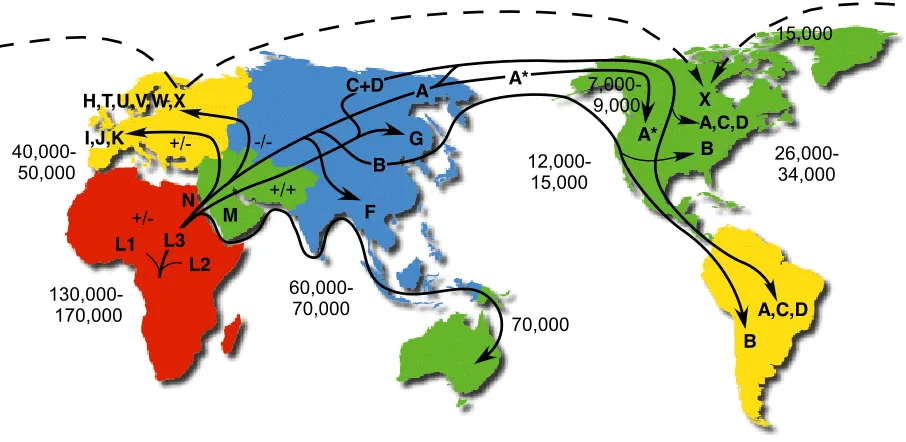 Figure 5: The various haplogroups and their relationships to each other.  The paths are * = Rsa I 16329