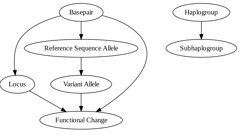 Figure 6: The various dependencies between columns in the mtHaplogroups spreadsheet.  Edges from source to destination are read as “can be used to determine”
