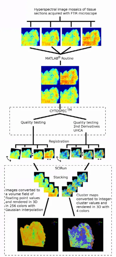 Figure 4 shows the raw and second derivative meanextracted spectra color coded the same as the clusters infigure 3b
