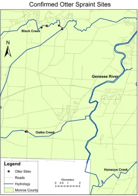 Figure 2: Confirmed otter latrine sites .  There were 14 confirmed otter latrine sites based on DNA and spraint species analysis; 10 were located on Black Creek and 4 on Oatka Creek  
