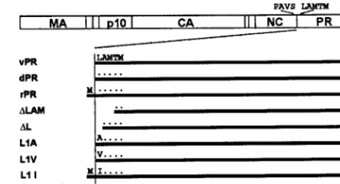 FIG. 1. Schematic structure of PR mutants. The rectangle at thetop depicts the RSV Gag protein and its major domains, with the