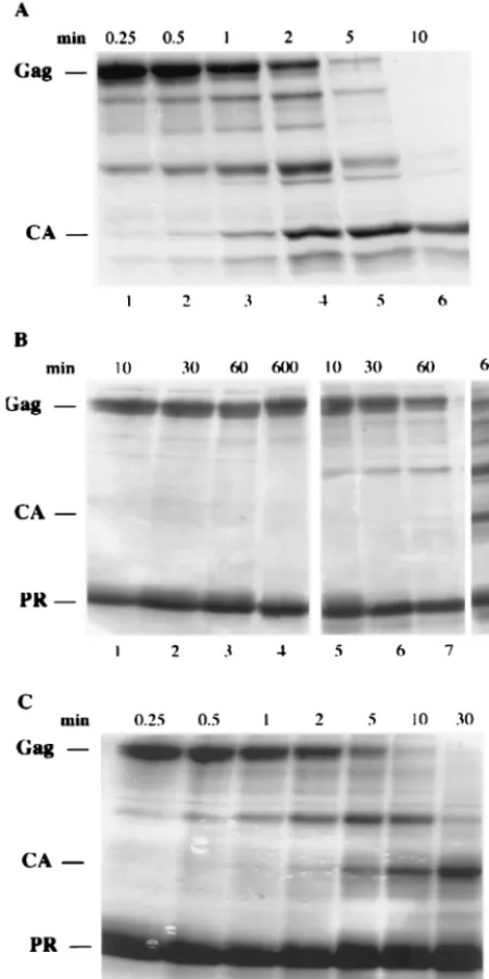 TABLE 1. In vitro activities of wild-type and mutant PRs