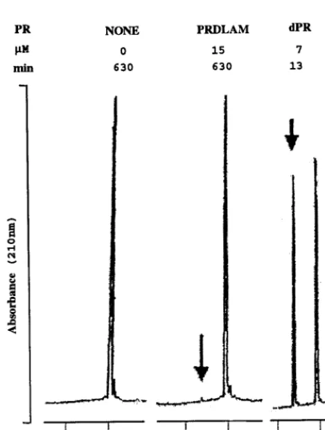 FIG. 4. Size distribution by DLS. Samples of wild-type and mutantPR were passed through a 20-nm-pore-size ﬁlter and then submitted to