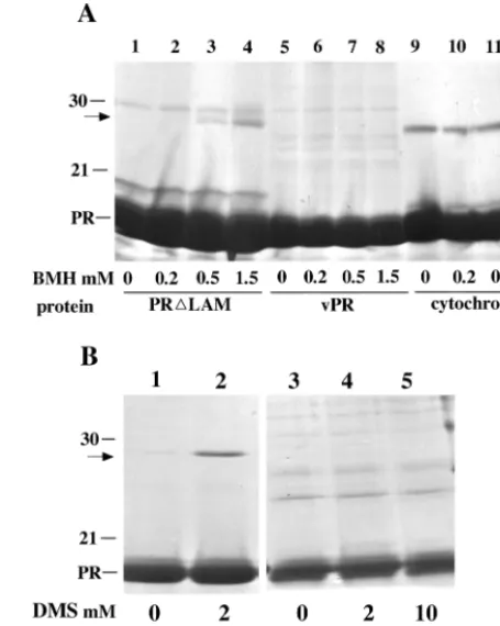 TABLE 2. Monomer or dimer status of wild-type andmutant PRs by DLS analysis