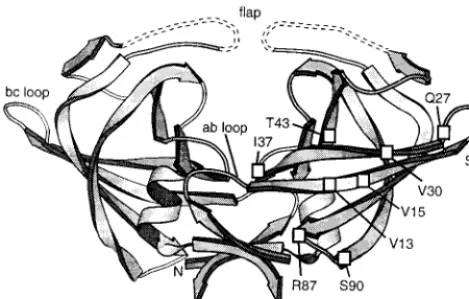 FIG. 7. Ribbon diagram of RSV PR derived from X-ray crystalstructure (16). Dashed lines denote mobile regions where no electron