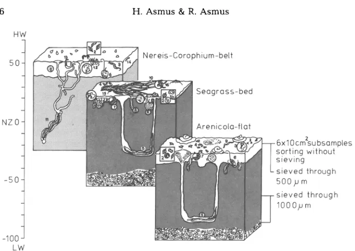 Fig. 2. Diagram of the important components of the communities Arenicola-flat, 9: midwater level (NZ)
