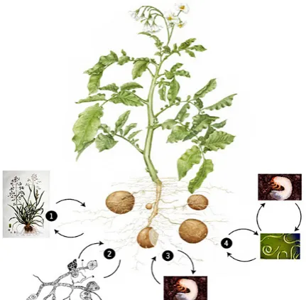Figure 1. The possible influences of the different soil organi-sms on the root emissions of the volatile organic compounds
