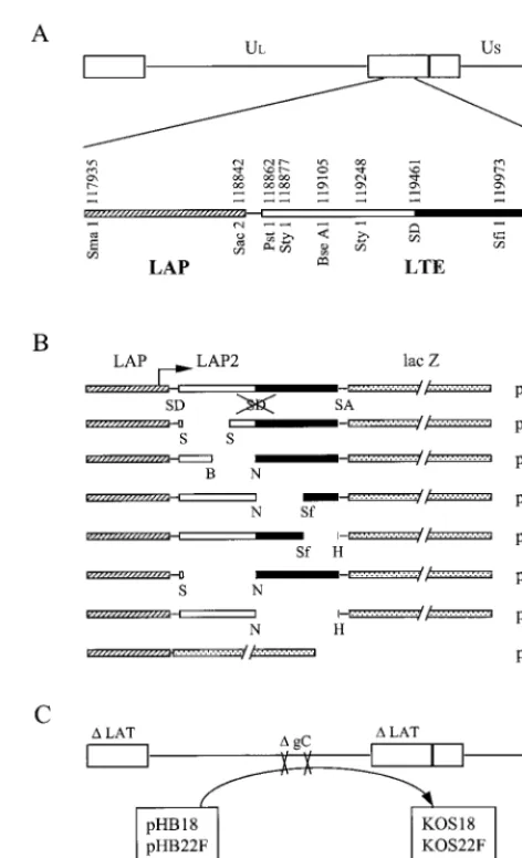 FIG. 1. Graphic map of the DNA structures of plasmids and vi-ruses. (A) The HSV-1 genome is classically represented in a linear