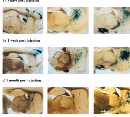 Figure 9 shows the results of a set of injections with virus
