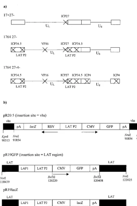 FIG. 2. Virus strain 1764 27�amounts of any of the IE genes. Extracts were prepared from non-complementing BHK cells harvested 24 h postinfection with the vi-ruses 17over a range of MOIs