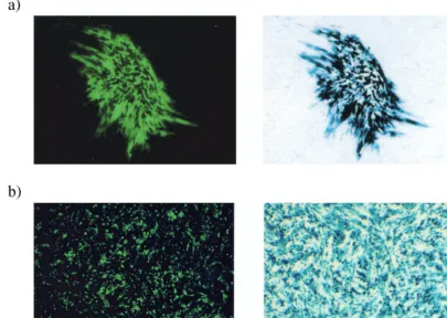 FIG. 3. Virus strain 1764 27�noncomplementing cells. (a) Complementing cell line 27/12/M:4 (62) was infected with virus 1764 27was photographed under ﬂuorescence 72 h after infection, stained forcomplementing BHK cells were infected with virus 1764 27X-Gal