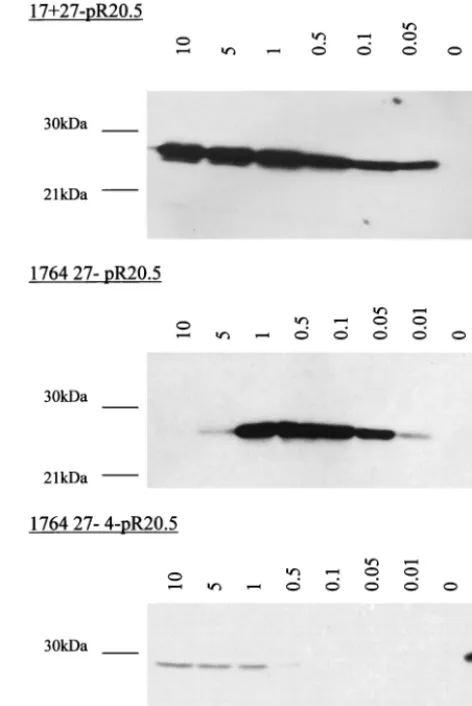 FIG. 4. Expression of exogenous genes from virus 1764 27�dose dependent. Noncomplementing BHK cells were infected at MOIsfrom 0.01 to 10 with virus strains 17in the ﬁgure)