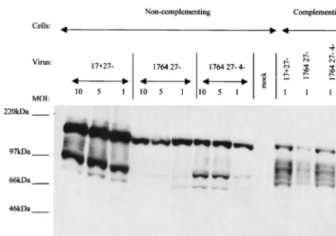 Figure 8 shows that the high level of transgene expression