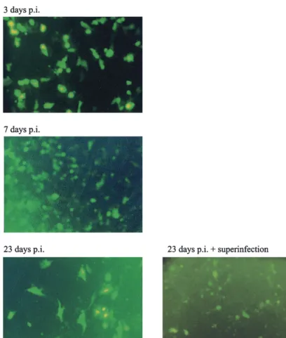 FIG. 7. Virus strain 1764 27�virus strain 1764 27an MOI of 5 with virus strain 17 4� is persistently maintained in cultured cells