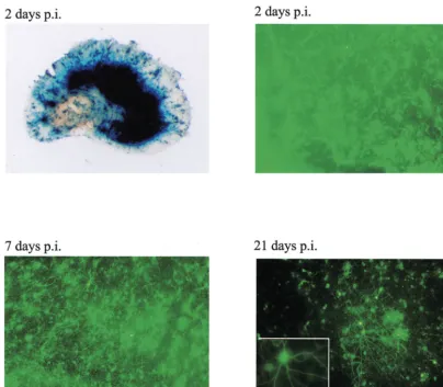 FIG. 8. Transgene expression from virus strain 1764 27�an infected slice stained forcultures