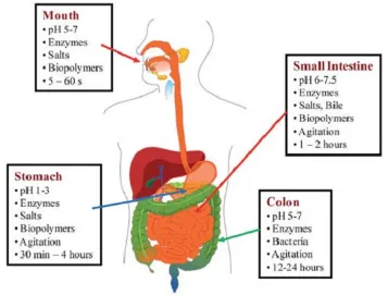 Figure  1.3 Diagram  of  the  gastrointestinal  tract,  outlining  some  of  the  key