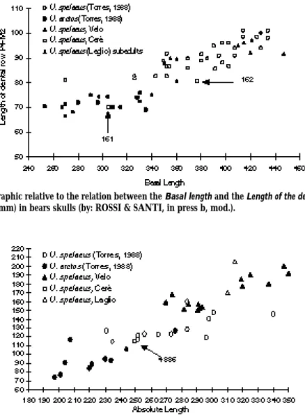 Figure 2. Graphic relative to the relation between the Basal length and the Length of the dental row (P 4 -M 2 ) (in mm) in bears skulls (by: ROSSI &amp; SANTI, in press b, mod.).