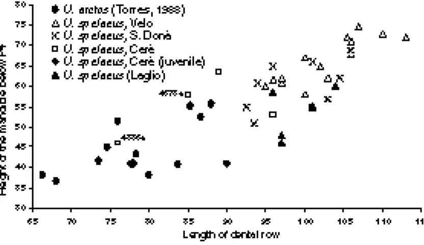 Figure 4. Graphic relative  to the relation  between the Length of the dental row and Height of the mandible below P 4 (in mm) in bears mandibles (by: ROSSI &amp; SANTI, in press b, mod.).