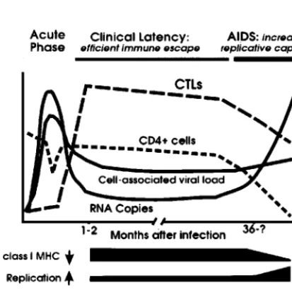 FIG. 5. Functional activity of primary neflevels), as well as enhancement of HIV-1 replication and infectivity, are indicated