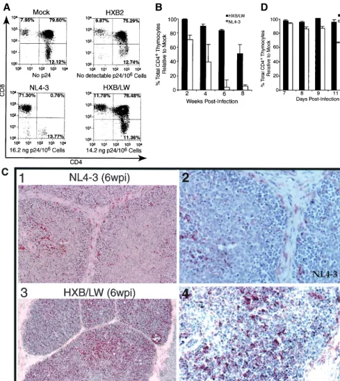 FIG. 2. Reduced pathogenicity of HXB/LW in human thymus. (A) Replication and pathogenic activities of NL4–3, HXB2, and HXB2/LW inSCID-hu Thy/Liv mice