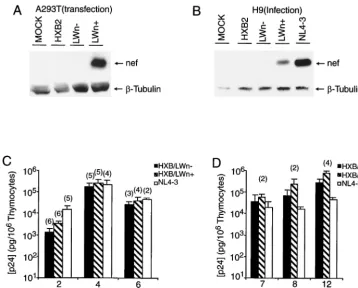 FIG. 3. Repaired neffragments were infected with equivalent infectious units, and thymocytes were harvested at various times
