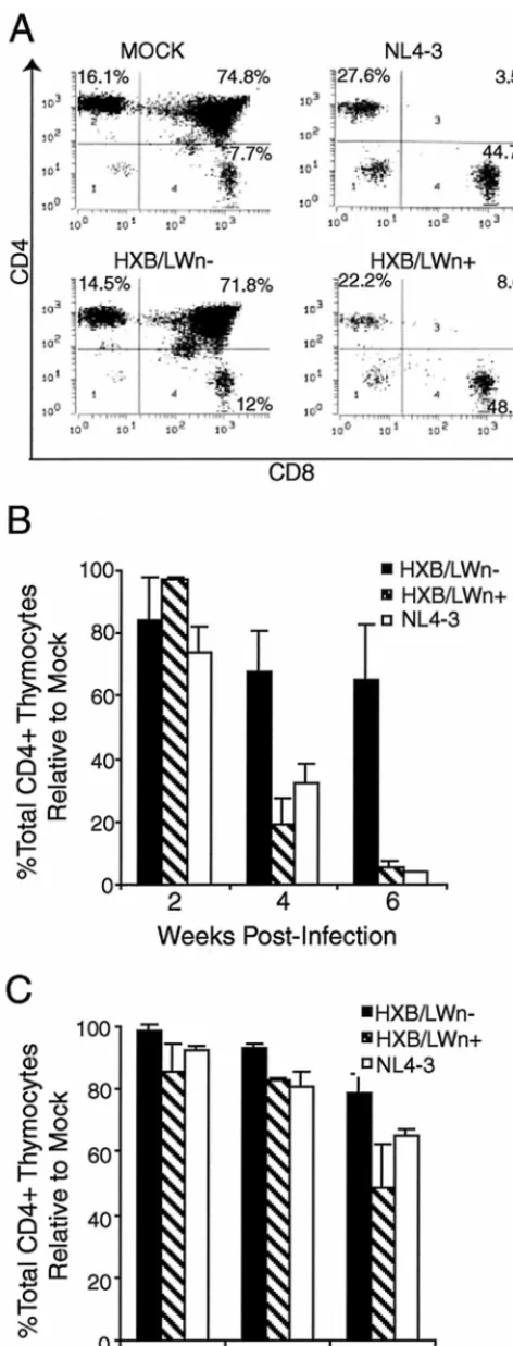 FIG. 4. Repaired nefinfected thymus. (A) Similar levels of thymocyte depletion in HXB/LWn gene enhanced pathogenesis in HXB/LW-�- and NL4–3-infected SCID-hu Thy/Liv mice