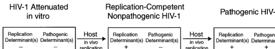 FIG. 6. Model of in vivo reversion of HIV-1 attenuated in vitro. Tissue culture-attenuated viruses carry mutations in multiple geneticdeterminants of replication and pathogenicity, rendering them unable to replicate efﬁciently in vivo