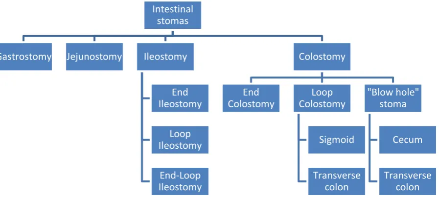 Figure 1:  Classification of intestinal stomas   