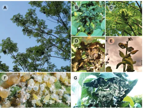 Figure 2. Pseudogalls caused by Prociphilus honeydew (((Meliarhizophagus) fraxinifolii on about 40-year-old Fraxinus excelsior A–D) and on about 5-year-old tree (E) in June
