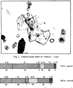 Fig. 4. The relative duration (in hours) of the six phases of the oestrous cycle in spayed and controlanimals