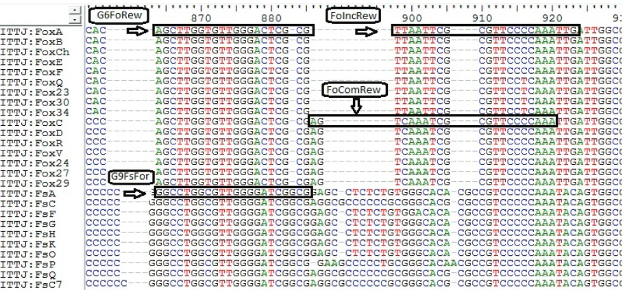 Figure 3. tenulate characteristic of isolates from the reddish rot tissue of agave plants with Long conidiophores and microconidia non-ca-Fusarium solani, observed in symptoms of agave wilt