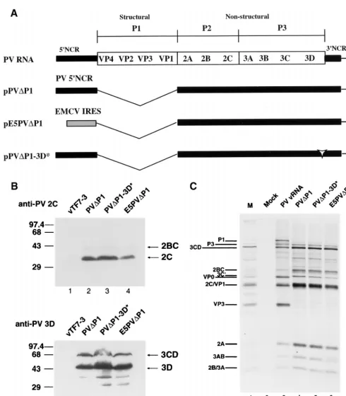 FIG. 1. (A) Schematic representation of full-length and subgenomic PV RNAs used in this study