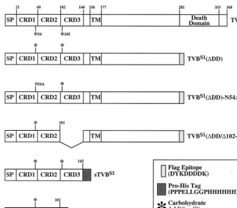 FIG. 1. Schematic diagram of the TVBS1(2). The other TVB proteins were generated speciﬁcally for these experiments
