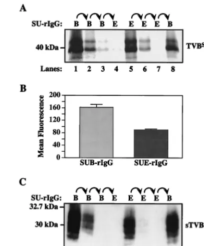 FIG. 2. TVBS1quots of [ is produced as two distinct receptor types. (A) Ali-35S]cysteine-labeled protein lysate prepared from transfected