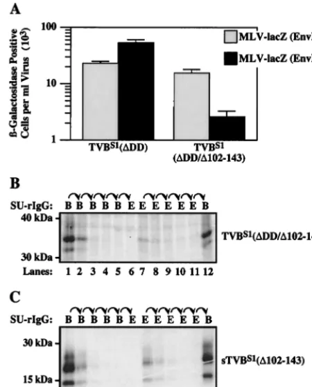FIG. 3. The ﬁrst two CRDs of TVBS1taining TVBthe type 1 receptor. (A) Human 293 cells were transiently transfectedwith a plasmid expressing TVB(procedure outlined for Fig
