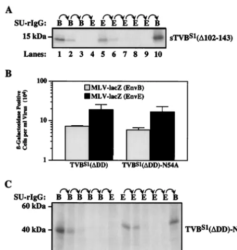 FIG. 5. Implications of the two receptor types for understandingNRI between ALV-B and ALV-E and for ALV-induced cytopathic
